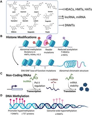 Role of Flavonoids as Epigenetic Modulators in Cancer Prevention and Therapy